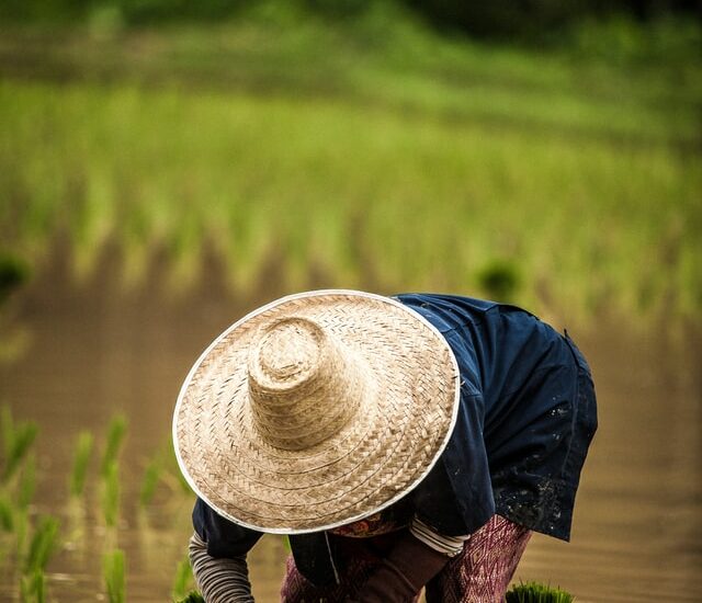 pole, rýža, polnohospodarstvo