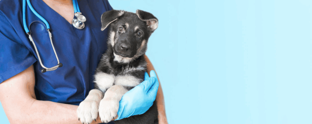 image - Trade Info Veterinárna medicína v Česku